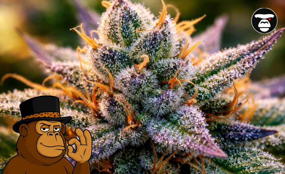 Best Weed Strains In San Rafael