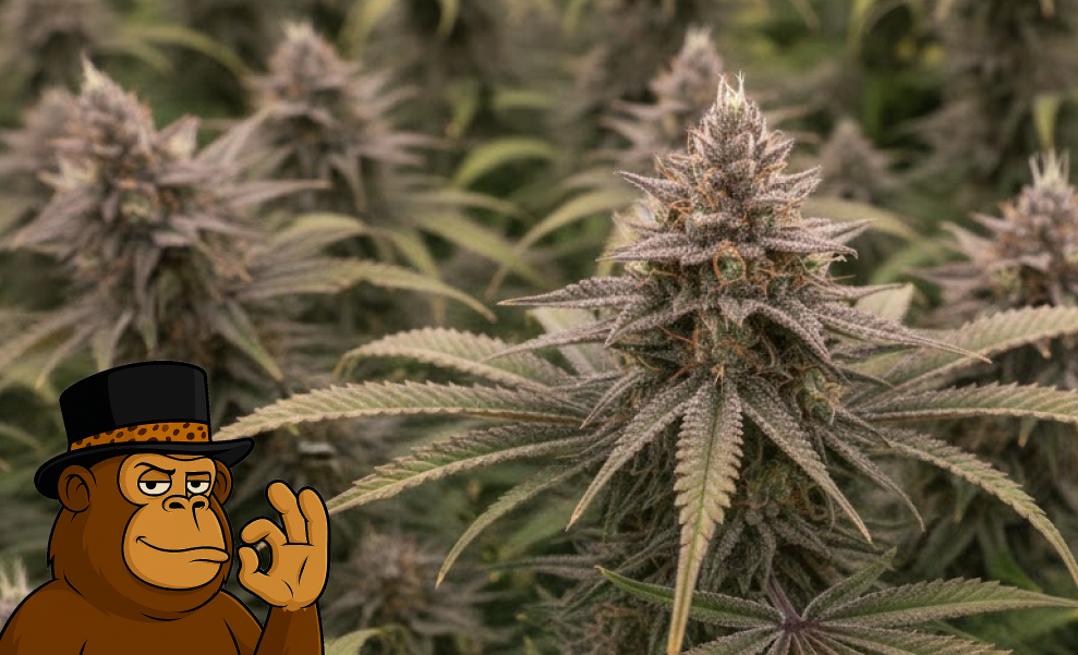 A field of flowering cannabis plants with purple and green leaves.