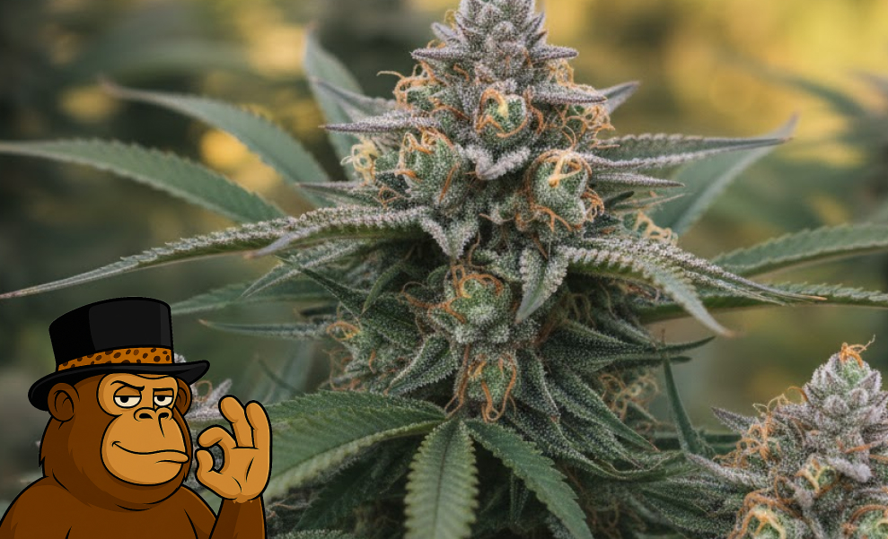 Detailed view of a flowering cannabis plant with dense colas and sugar leaves.