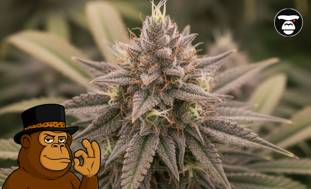 Close-up of a dense purple and green cannabis bud covered in white resin crystals.