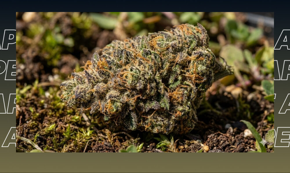 A single dense cannabis bud resting on a natural, earthy background.