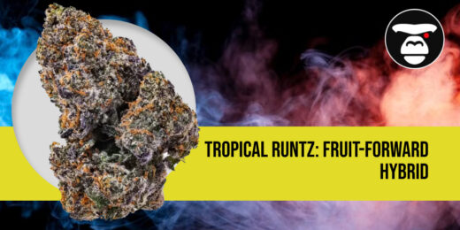 Tropical Runtz_ Fruit-Forward Hybrid (1)