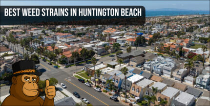 An aerial neighborhood view of Huntington Beach, California, highlighting the local area for the best weed strains in Huntington Beach.