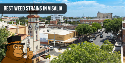 An aerial perspective of Visalia highlighting the local culture and search for top-tier cannabis strains.