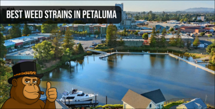 An aerial view of a Petaluma residential neighborhood representing the local Northern California cannabis lifestyle and community.