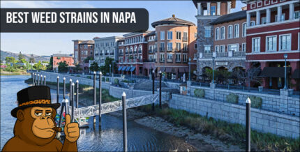 An aerial view of a residential area in Napa, California, representing the local premium cannabis market and community.
