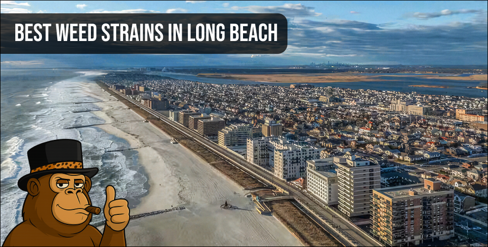 An aerial panoramic view of the Long Beach coastline and city skyline, representing the local market for the best weed strains in Long Beach.