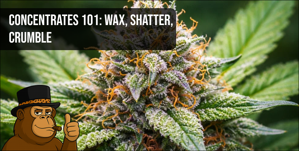 A side-by-side comparison of different cannabis extracts showing the distinct textures of wax, shatter, and crumble.