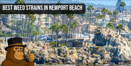 An aerial view of the Newport Beach coastline and harbor, representing the local market for top-shelf cannabis flower.