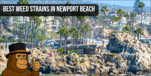 An aerial view of the Newport Beach coastline and harbor, representing the local market for top-shelf cannabis flower.