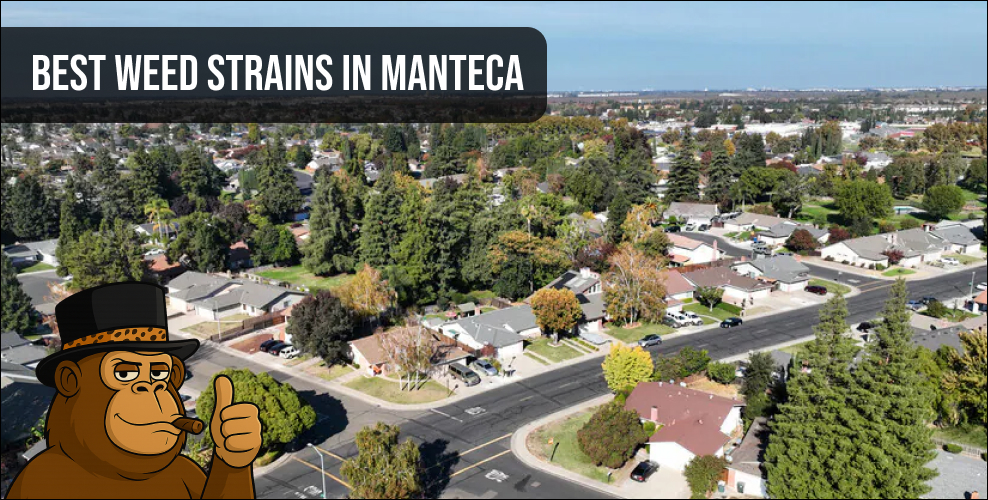 Aerial neighborhood view of Manteca with "Best Weed Strains" text.