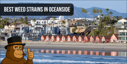 A scenic view of Oceanside beach houses under a clear blue sky, representing the local California cannabis culture and lifestyle.