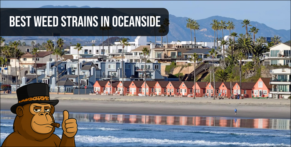 A scenic view of Oceanside beach houses under a clear blue sky, representing the local California cannabis culture and lifestyle.