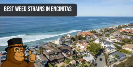 An aerial view of the Encinitas coastline and residential neighborhoods under a bright blue sky.