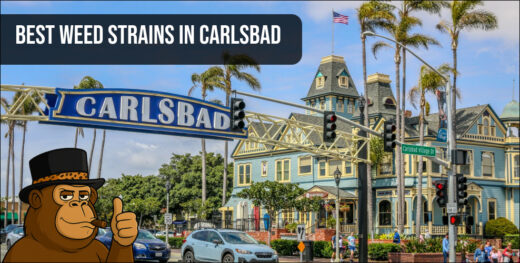 An iconic Carlsbad street sign sets the stage for a guide to the best weed strains in Carlsbad.