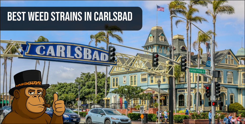 An iconic Carlsbad street sign sets the stage for a guide to the best weed strains in Carlsbad.