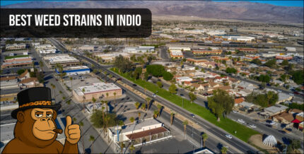 An aerial landscape view of the city of Indio, California, with a prominent cartoon of a gorilla in a hat giving a thumbs-up and text that says "BEST WEED STRAINS IN INDIO".
