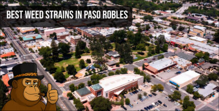 An aerial shot of downtown Paso Robles featuring local architecture and greenery, central to the local cannabis scene.