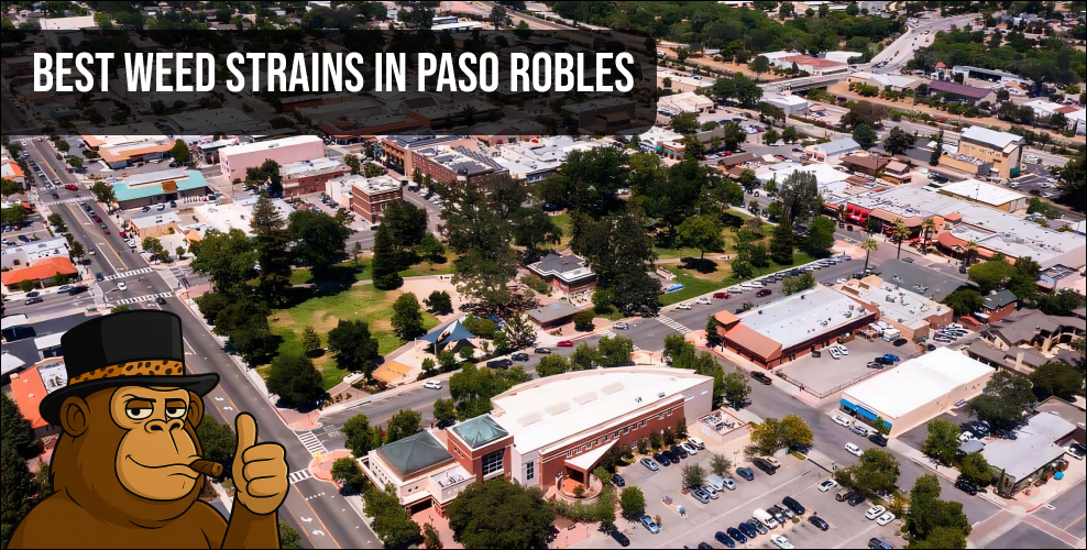 An aerial shot of downtown Paso Robles featuring local architecture and greenery, central to the local cannabis scene.