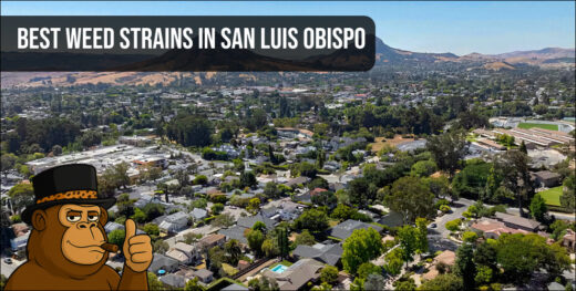 An aerial view of San Luis Obispo, California, representing the local landscape and the thriving SLO cannabis scene.