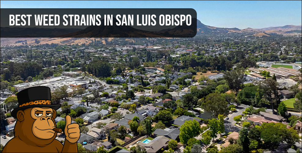 An aerial view of San Luis Obispo, California, representing the local landscape and the thriving SLO cannabis scene.