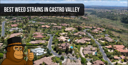 Aerial view of a luxury residential neighborhood in Castro Valley Texas for local weed delivery.