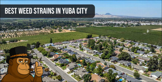 An aerial neighborhood view of Yuba City showcasing residential areas where enthusiasts access the best weed strains in Yuba City.