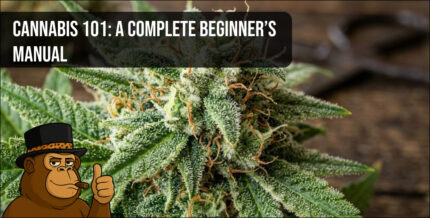 A side-by-side comparison of three different cannabis extracts showing varying colors and viscosities.