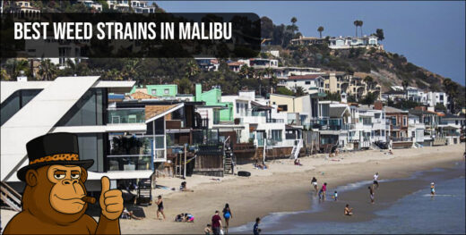 An aerial view of Malibu beach houses highlighting the luxury lifestyle associated with the best weed strains in Malibu.