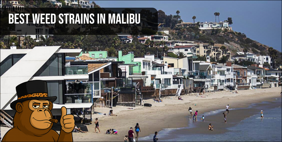 An aerial view of Malibu beach houses highlighting the luxury lifestyle associated with the best weed strains in Malibu.
