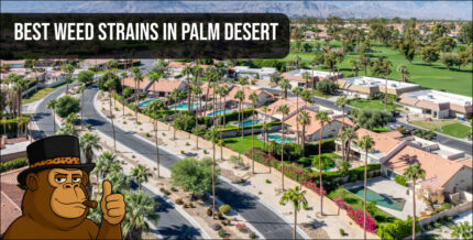 A scenic view of an upscale Palm Desert neighborhood with a "Best Weed Strains in Palm Desert" banner and a gorilla mascot.