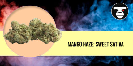 Two dense, lime green Mango Haze sativa buds displayed against a colorful smoke background.
