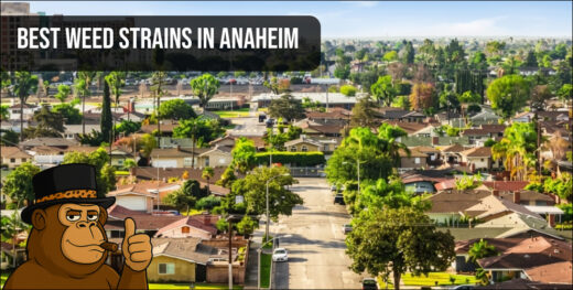 An aerial shot of a sun-drenched Anaheim neighborhood representing the local California cannabis lifestyle.