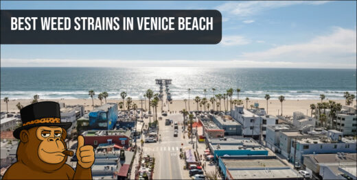 Aerial view of the Venice Beach pier and boardwalk representing the local beachside cannabis lifestyle in California.