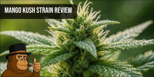 Macro photography of a Mango Kush cannabis plant with vibrant green leaves and resinous pistils.