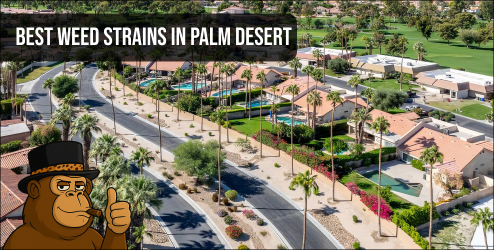 Aerial view of a luxury Palm Desert neighborhood where residents can access fast cannabis delivery.