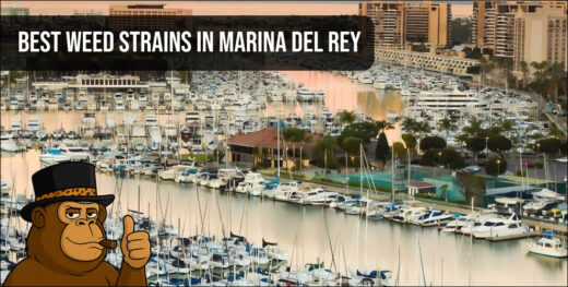 Panoramic view of the Marina Del Rey harbor representing the local California cannabis delivery lifestyle.
