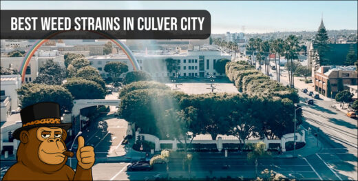 Explore the premium cannabis lifestyle near the iconic Sony Pictures Entertainment studio in Culver City.