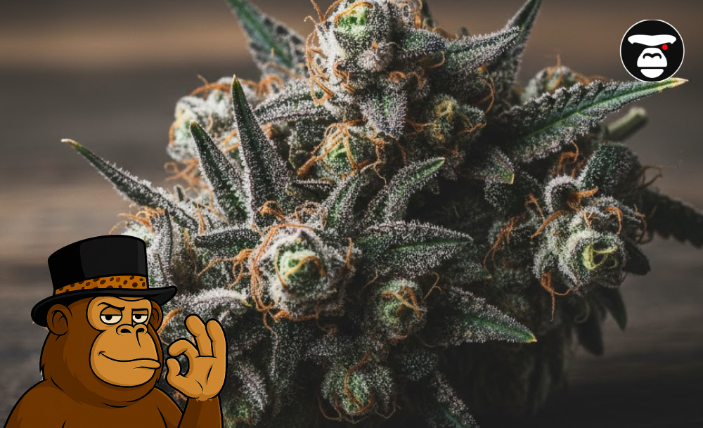 Best Weed Strains In Gilroy Best Weed Strains In Gilroy