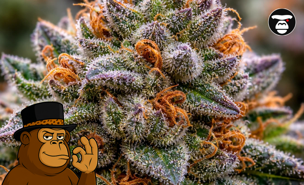 Macro photography of a premium Fruity Pebbles OG bud with purple calyxes and a thick coating of white resin.