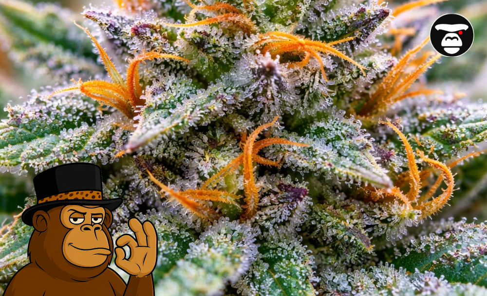 Best Weed Strains In Manteca