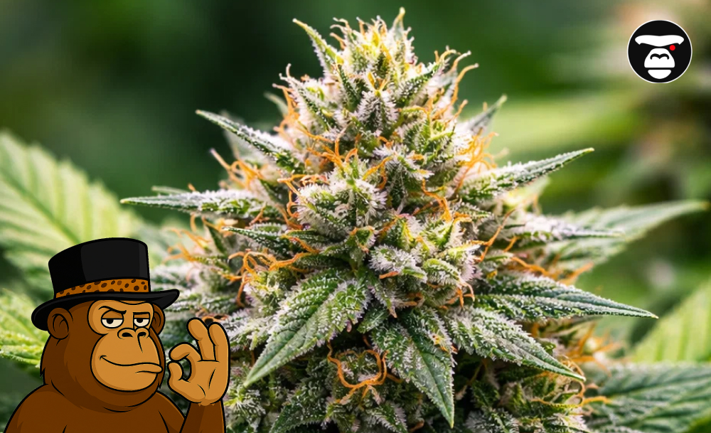 Best Weed Strains In Atascadero