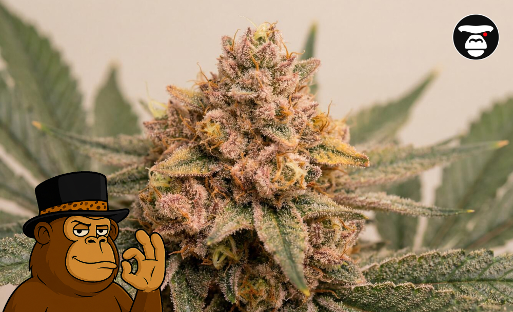 Best Weed Strains In Hesperia Best Weed Strains In Hesperia