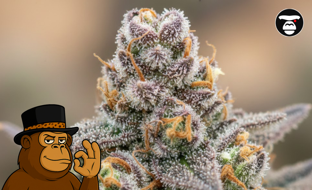 Best Weed Strains In Merced Best Weed Strains In Merced