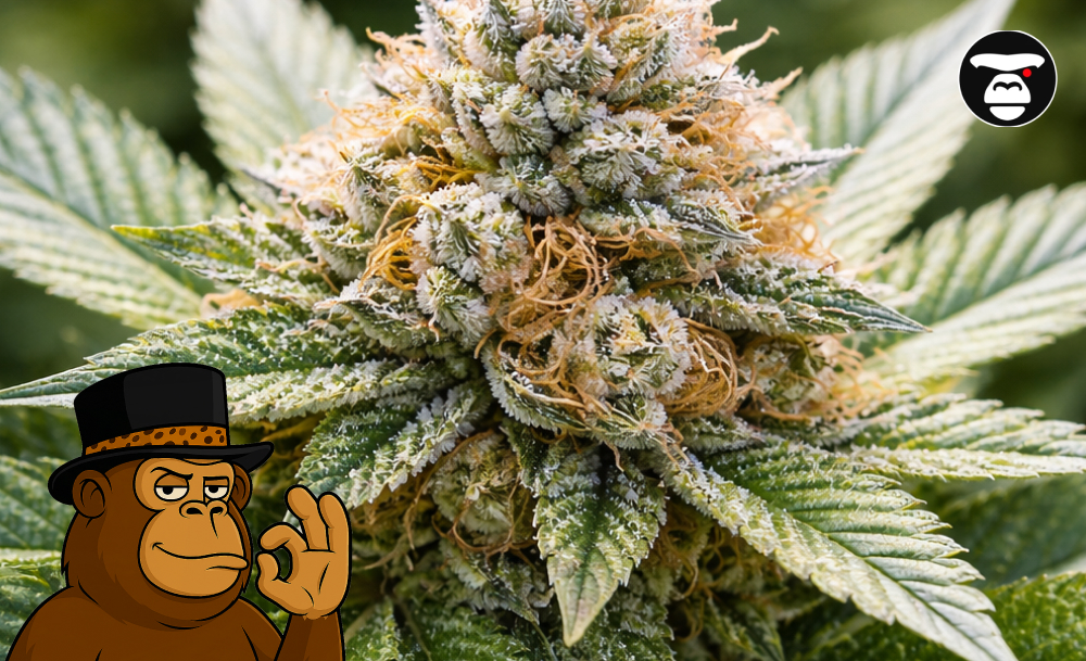 Macro close-up of a frosty cannabis bud showing amber pistils and crystal resin.