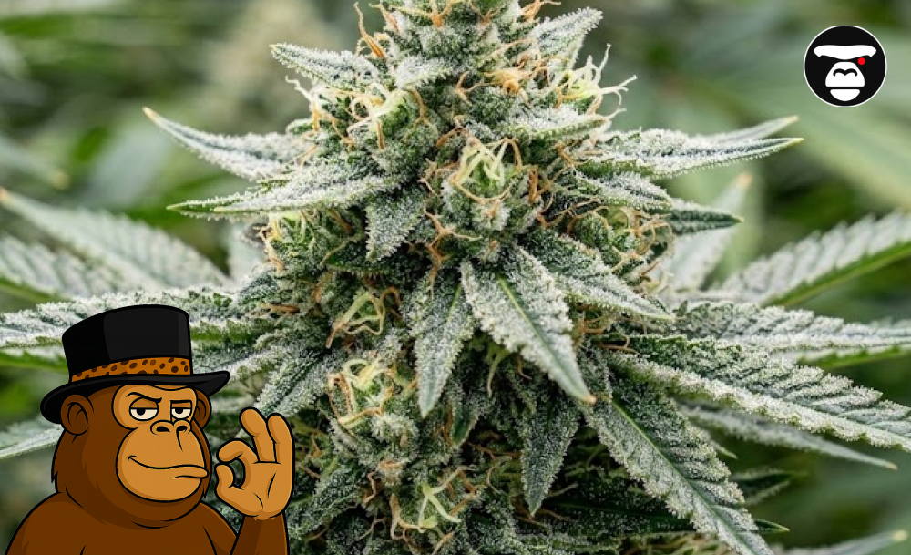 Macro photography of a dense cannabis bud covered in white trichomes and orange pistils, representing the best weed in Palm Springs.