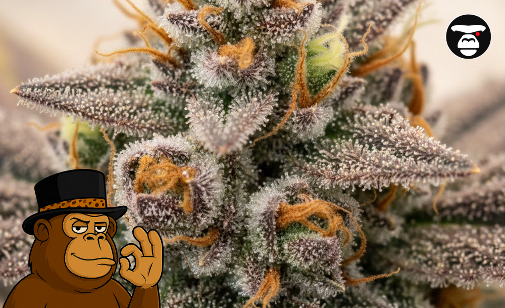 Cannabis 101: A Complete Beginner’s Manual