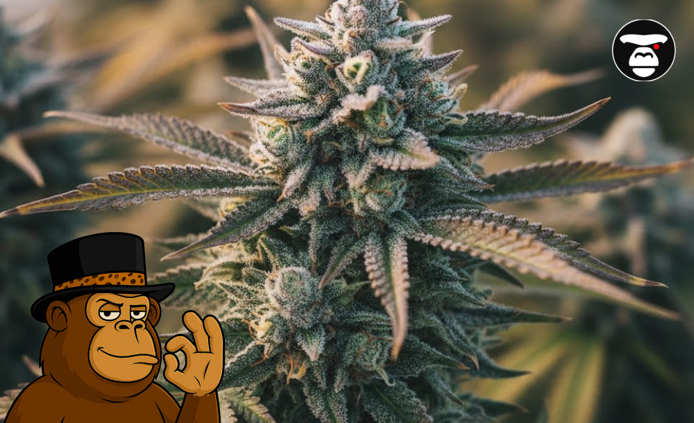 Best Weed Strains In Laguna Beach