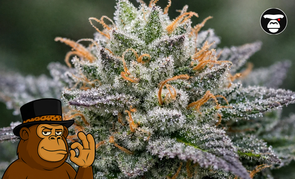 Macro photography of a premium cannabis bud covered in white trichomes and orange pistils available in Malibu.