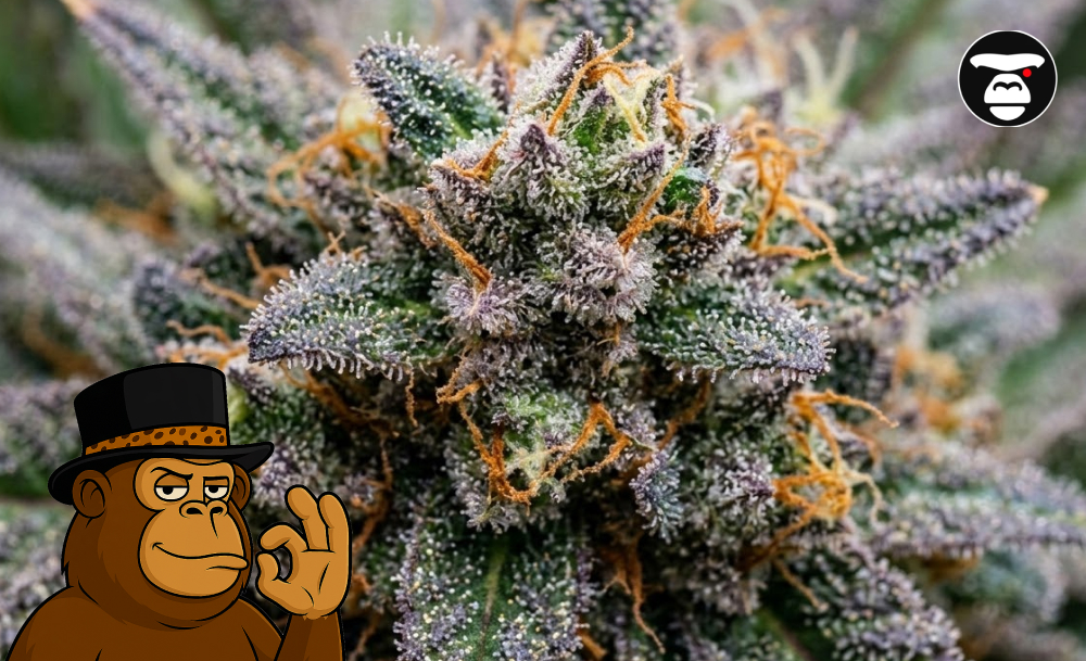 Macro shot of a premium cannabis bud with frosty trichomes, orange pistils, and deep purple leaves.